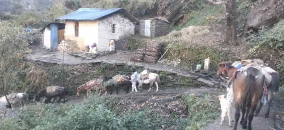 व्यासको दुर्गम क्षेत्र दुम्लिङ, राप्लातिर खाद्यान्नको चामल ढुवानी